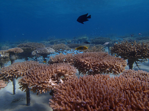 サンゴ再生シュノーケルプログラム
