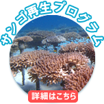 サンゴ再生プログラム