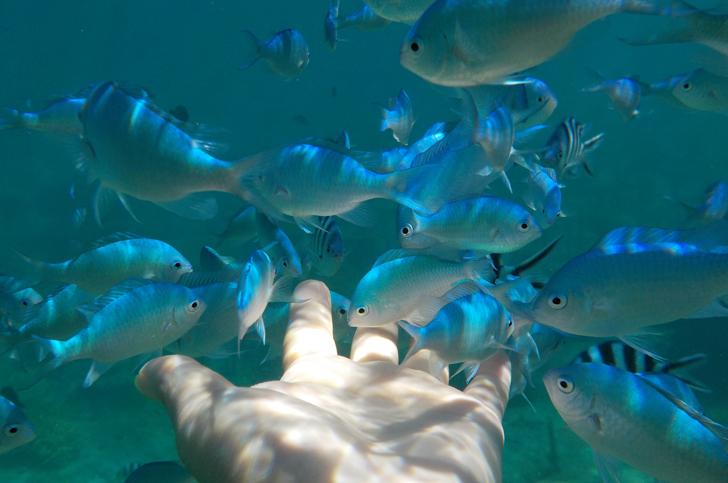 色とりどりの熱帯魚が迎えてくれます